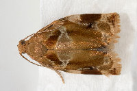 Archips xylosteana, male  8752