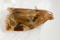 Archips xylosteana, male  8753