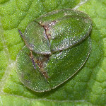 Cassida rubiginosa, mating  8758