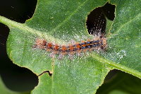 Lymantria dispar, caterpillar  8761