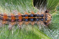 Lymantria dispar, caterpillar  8762