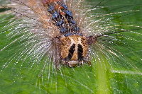 Lymantria dispar, caterpillar  8763