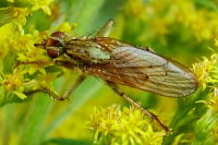 Scathophaga stercoraria, female  877