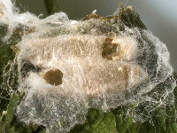 Ptycholoma lecheana, abandoned cocoons of parasitoids  8780