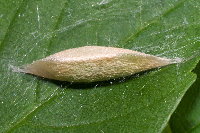 Ypsolopha ustella, pupation cocoon  8790
