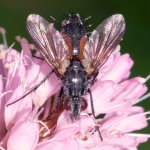 Eriothrix rufomaculatus, female  879