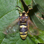 Sesia apiformis, female  8830