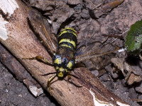 Sesia apiformis, weiblich  8831