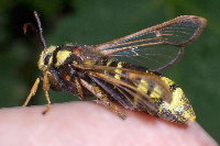 Sesia apiformis, female  8834
