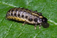 Plagiosterna aenea, larva  8847