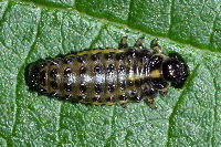 Plagiosterna aenea, larva  8848