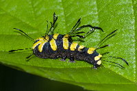 Acronicta alni, caterpillar  8851