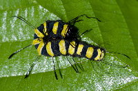 Acronicta alni, caterpillar  8852