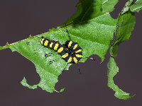 Acronicta alni, caterpillar  8853