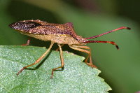 Gonocerus acuteangulatus  8891