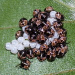 Palomena prasina, larvae (L1)  8900