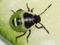 Palomena prasina, larva (L3)  8904