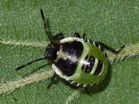 Palomena prasina, larva (L3)  8905