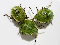 Palomena prasina, larvae (L4)  8906