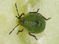 Palomena prasina, larva (L4)  8907