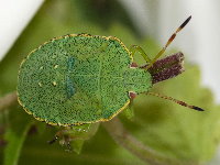 Palomena prasina, larva (L5)  8909