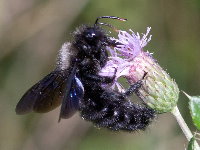 Xylocopa violacea, männlich  8918