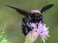 Xylocopa violacea, male  8919