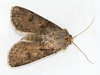 Agrotis segetum, female  8930