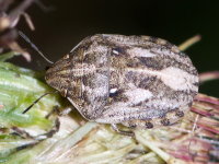 Eurygaster maura  8940