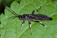 Coelichneumon deliratorius, männlich  8942