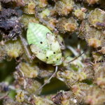 Lygus sp., larva  8945