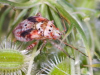 Lygus sp., larva  8946