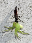 Arachnospila sp. + Micrommata virescens, mit Beute  8947