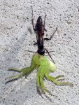 Arachnospila sp. + Micrommata virescens  8948