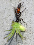 Arachnospila sp. + Micrommata virescens  8949