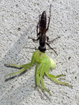 Micrommata virescens + Arachnospila sp., captured female  8950
