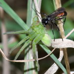 Arachnospila sp. + Micrommata virescens, mit Beute  8951