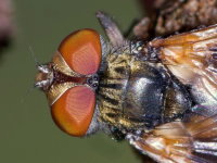 Ectophasia crassipennis/oblonga, weiblich  8954