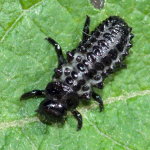 Chrysomela populi, larva  8970