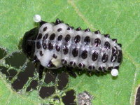 Chrysomela populi, larva  8971
