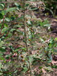 Chrysomela populi + Chrysomela tremula, feeding pattern  8973