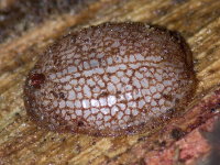 Microdon analis/major, larva  8979