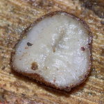 Microdon analis/major, larva  8980