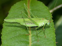 Phaneroptera falcata, weiblich  9001