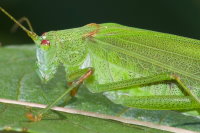 Phaneroptera falcata, female  9003