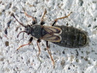 Ischnodemus sabuleti