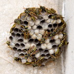 Polistes dominula, wasps' nest  9035