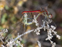 Sympetrum fonscolombii, mating  9048
