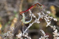 Sympetrum fonscolombii, mating  9049