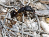 Camponotus sp.  9060